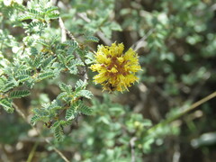 Prosopis reptans