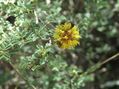 Prosopis reptans