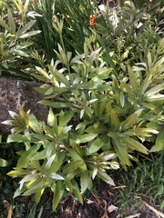 Brabejum stellatifolium