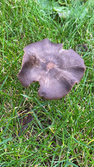 Entolomataceae