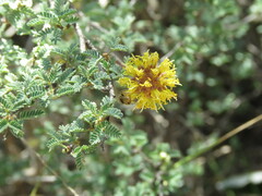 Prosopis reptans