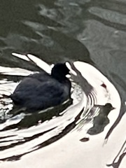 Fulica atra