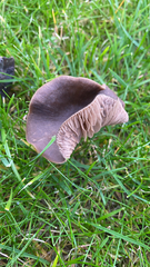 Agaricales