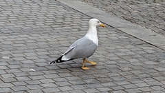 Larus michahellis