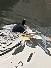 Fulica atra