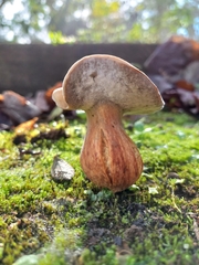 Boletaceae