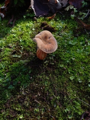 Boletaceae