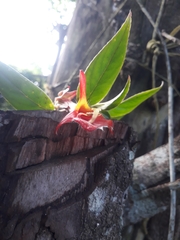 Columnea