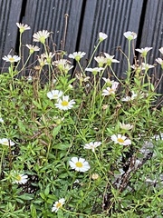 Erigeron karvinskianus