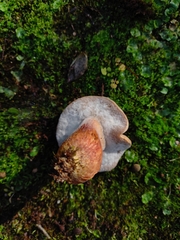 Boletaceae