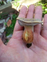 Boletaceae