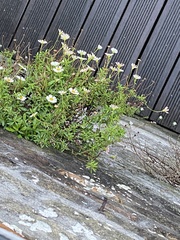 Erigeron karvinskianus