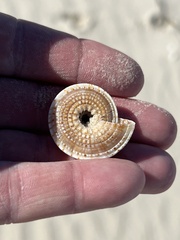 Architectonica nobilis