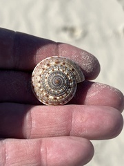 Architectonica nobilis