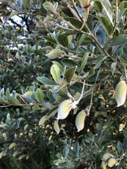 Podalyria myrtillifolia