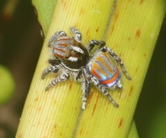Maratus tasmanicus