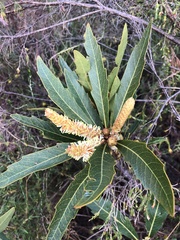 Brabejum stellatifolium