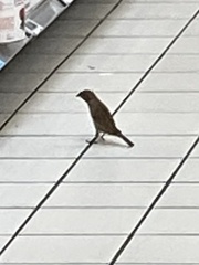 Passer domesticus