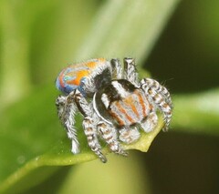 Maratus tasmanicus