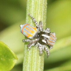 Maratus tasmanicus