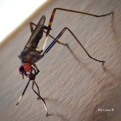 Rainieria