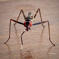 Rainieria