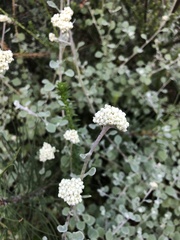 Helichrysum crispum