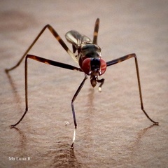 Rainieria