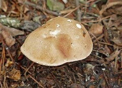 Tylopilus minor
