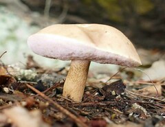 Tylopilus minor
