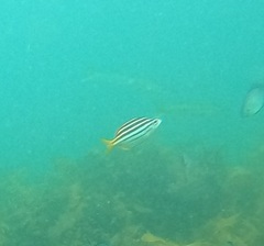 Atypichthys strigatus