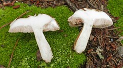Tylopilus minor