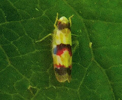 Erythroneura integra