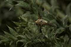 Bombyliidae
