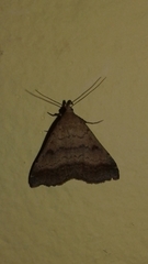 Tetanolita palligera
