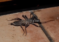 Mastigoproctus tohono
