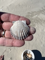 Argopecten irradians