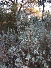 Podalyria sericea
