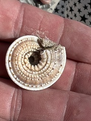 Architectonica nobilis