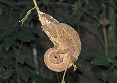 Calumma crypticum