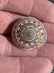 Architectonica nobilis