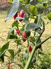 Capsicum annuum
