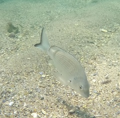 Acanthopagrus australis