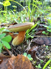 Hemileccinum depilatum