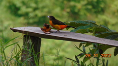 Ramphocelus flammigerus flammigerus