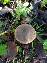 Hemileccinum depilatum