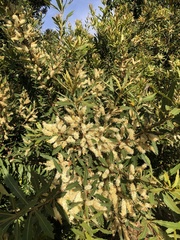 Brabejum stellatifolium