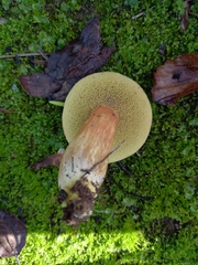 Hemileccinum depilatum