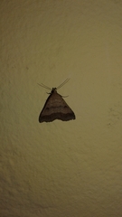 Tetanolita palligera