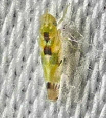 Erythroneura octonotata